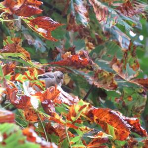 European Goldfinch