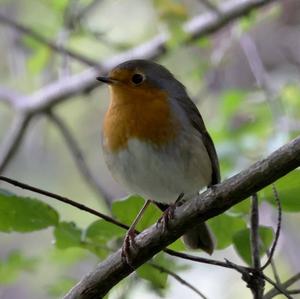 European Robin