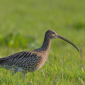 Eurasian Curlew