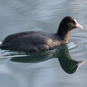 Bläßhuhn