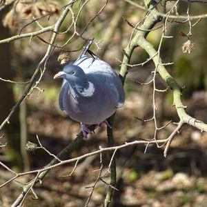 Common Wood-pigeon