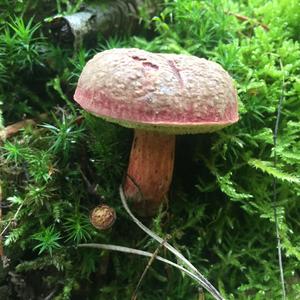 Red-cracked Bolete