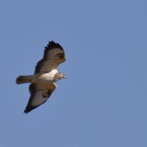 Common Buzzard