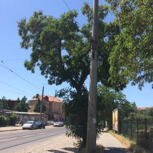 Black Locust