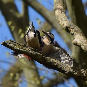 Great Spotted Woodpecker