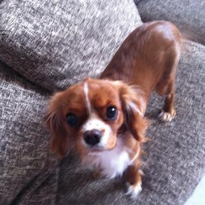 Cavalier King Charles Spaniel