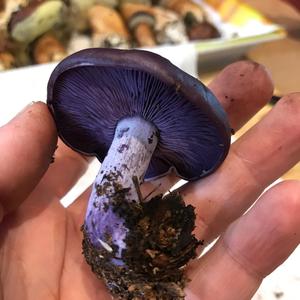 Wood Blewit