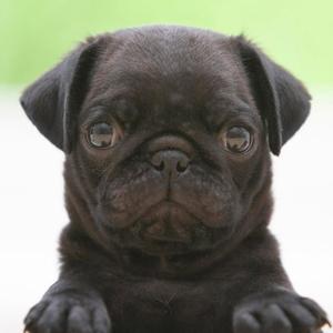 Pug