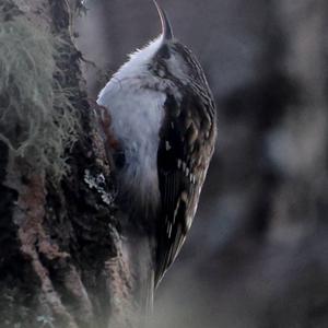 Short-toed Treecreeper