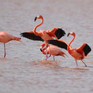 Greater Flamingo