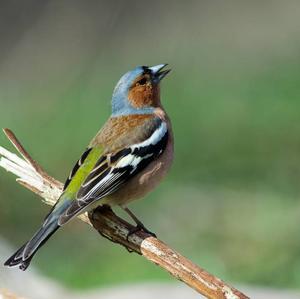 Eurasian Chaffinch