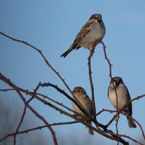 House Sparrow