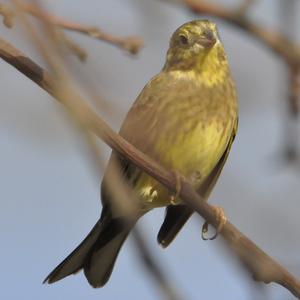 European Serin