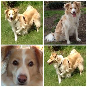 Unknown Breed