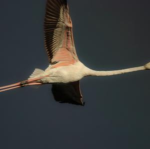 Greater Flamingo