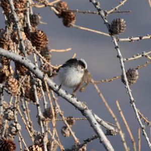 Long-tailed Tit