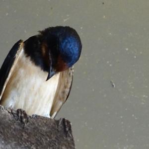 Barn Swallow