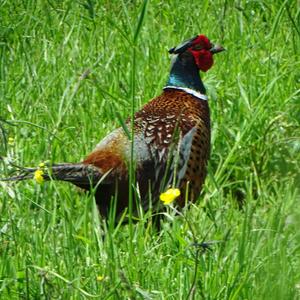 Common Pheasant