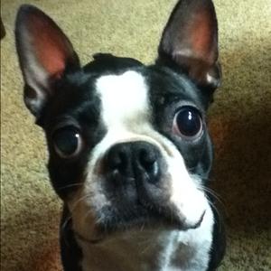 Boston Terrier