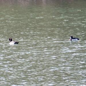 Tufted Duck