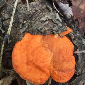 Cinnabar-red Polypore