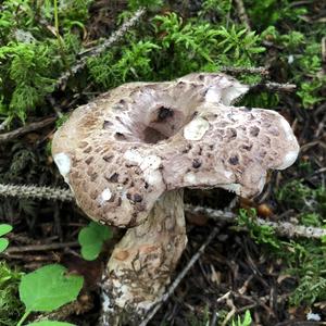 Shingled Hedgehog