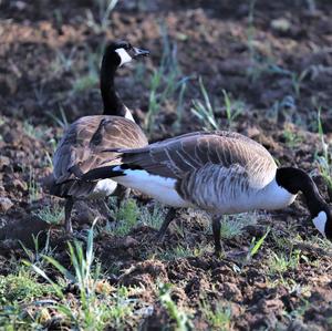 Canada Goose