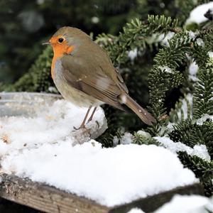 European Robin