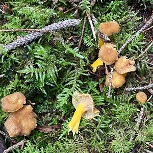 Trumpet Chanterelle