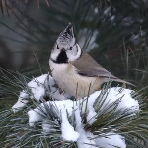 Crested Tit