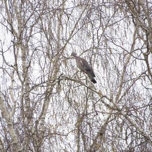 Common Wood-pigeon