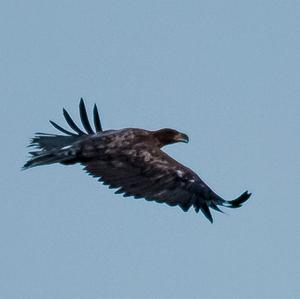 White-tailed Eagle