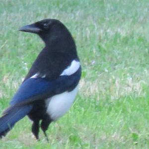 Black-billed Magpie