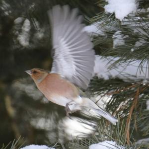 Eurasian Chaffinch