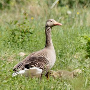 Greylag Goose