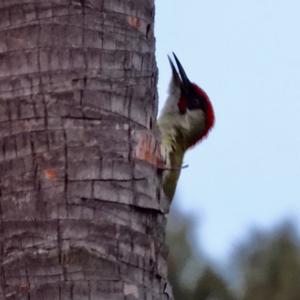 Eurasian Green Woodpecker