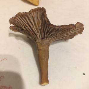 Trumpet Chanterelle