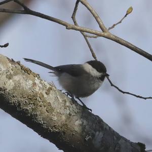 Willow Tit