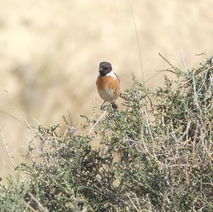 European stonechat