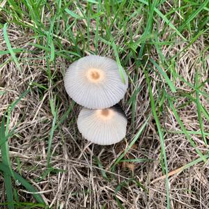 Agaricus impudicus