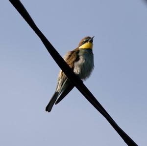 European Bee-eater