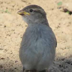 House Sparrow