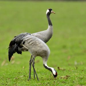 Common Crane