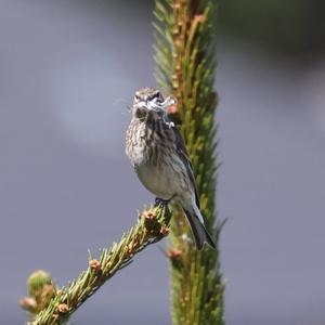 Eurasian Linnet