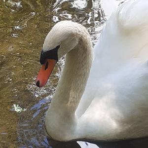 Mute Swan