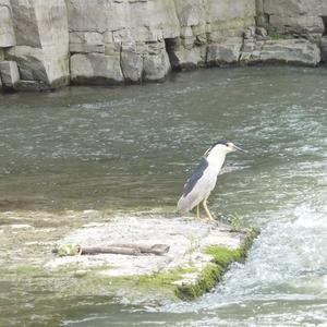 Black-crowned Night-heron