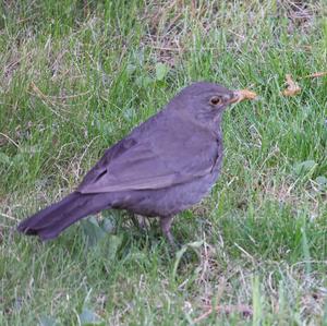 Eurasian Blackbird