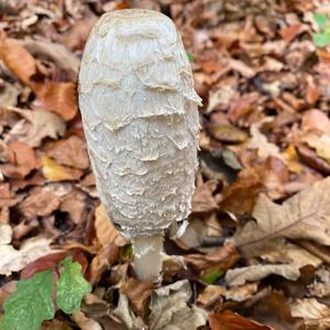 Unknown Species