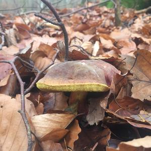 Red-cracked Bolete