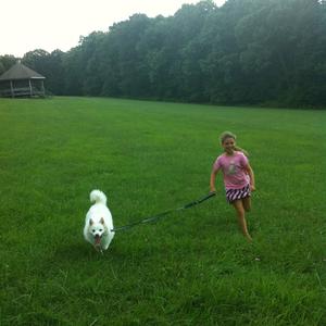 American Eskimo Dog